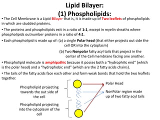 Lipid Bilayer:
(1) Phospholipids:
• The Cell Membrane is a Lipid Bilayer that is, it is made up of Two leaflets of phospholipids
in which are studded proteins.
• The proteins and phospholipids exit in a ratio of 1:1, except in myelin sheaths where
phospholipids outnumber proteins in a ratio of 4:1.
• Each phospholipid is made up of: (a) a single Polar head (that either projects out side the
cell OR into the cytoplasm)
(b) Two Nonpolar fatty acyl tails that project in the
center of the Cell membrane facing one another.
• Phospholipid molecule is amphipathic because it posses both a “hydrophilic end” (which
is the polar head) and a “hydrophobic end” (which are the 2 fatty acids chains).
• The tails of the fatty acids face each other and form weak bonds that hold the two leaflets
together.
Polar Head
NonPolar region made
up of two fatty acyl tails
Phospholipid projecting
towards the out side of
the cell
Phospholipid projecting
into the cytoplasm of the
cell
 