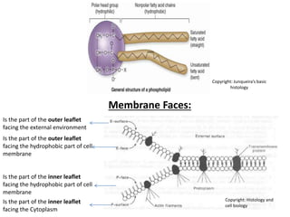 Membrane Faces:
Is the part of the outer leaflet
facing the external environment
Is the part of the outer leaflet
facing the hydrophobic part of cell
membrane
Is the part of the inner leaflet
facing the hydrophobic part of cell
membrane
Is the part of the inner leaflet
facing the Cytoplasm
Copyright: Junqueira’s basic
histology
Copyright: Histology and
cell biology
 