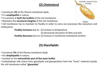 (2) Cholesterol
• Constitutes 2% of the Plasma membrane lipids.
• It is amphipathic in nature.
• It is present at both the leaflets of the cell membrane.
• Maintains the structural integrity of the cell membrane.
• Cell membrane has to maintain its fluidity in order to carry out processes like exocytosis and
endocytosis.
Fluidity increases due to: (i) increase in temperature
(ii) decreased saturation of fatty acyl tails.
Fluidity decreases due to: (i) Increase in membrane cholesterol content.
(3) Glycolipids:
• Constitute 5% of the Plasma membrane lipids.
• Are Amphipathic in nature.
• Located on the extracellular part of the outer leaflet.
• Carbohydrate side chains from glycolipids and glycoproteins form the “fuzzy” material outside
the cell membrane called “glycocalyx”
Copyright: Junqueira’s basic
histology
 