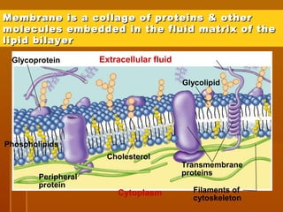 Membrane is a collage of proteins & otherMembrane is a collage of proteins & other
molecules embedded in the fluid matrix of themolecules embedded in the fluid matrix of the
lipid bilayerlipid bilayer
Extracellular fluid
Cholesterol
Cytoplasm
Glycolipid
Transmembrane
proteins
Filaments of
cytoskeleton
Peripheral
protein
Glycoprotein
Phospholipids
 