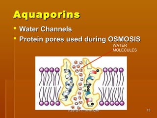 1515
AquaporinsAquaporins
 Water ChannelsWater Channels
 Protein pores used during OSMOSISProtein pores used during OSMOSIS
WATER
MOLECULES
copyright cmassengalecopyright cmassengale
 