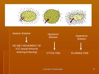 1616
Isotonic Solution
NO NET MOVEMENT OF
H2O (equal amounts
entering & leaving)
Hypotonic
Solution
CYTOLYSIS
Hypertonic
Solution
PLASMOLYSIS
copyright cmassengalecopyright cmassengale
 