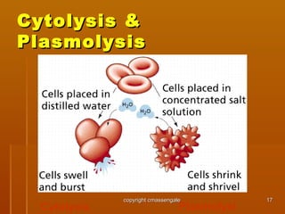 1717
Cytolysis &Cytolysis &
PlasmolysisPlasmolysis
Cytolysis Plasmolysi
copyright cmassengalecopyright cmassengale
 