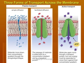 1818
Three Forms of Transport Across the MembraneThree Forms of Transport Across the Membrane
copyright cmassengalecopyright cmassengale
 