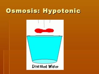 Osmosis: HypotonicOsmosis: Hypotonic
 