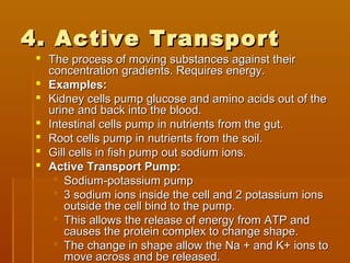 4. Active Transport4. Active Transport
 The process of moving substances against theirThe process of moving substances against their
concentration gradients. Requires energy.concentration gradients. Requires energy.
 Examples:Examples:
 Kidney cells pump glucose and amino acids out of theKidney cells pump glucose and amino acids out of the
urine and back into the blood.urine and back into the blood.
 Intestinal cells pump in nutrients from the gut.Intestinal cells pump in nutrients from the gut.
 Root cells pump in nutrients from the soil.Root cells pump in nutrients from the soil.
 Gill cells in fish pump out sodium ions.Gill cells in fish pump out sodium ions.
 Active Transport Pump:Active Transport Pump:
 Sodium-potassium pumpSodium-potassium pump
 3 sodium ions inside the cell and 2 potassium ions3 sodium ions inside the cell and 2 potassium ions
outside the cell bind to the pump.outside the cell bind to the pump.
 This allows the release of energy from ATP andThis allows the release of energy from ATP and
causes the protein complex to change shape.causes the protein complex to change shape.
 The change in shape allow the Na + and K+ ions toThe change in shape allow the Na + and K+ ions to
move across and be released.move across and be released.
 