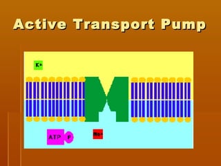 Active Transport PumpActive Transport Pump
 