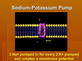 2626
Sodium-Potassium PumpSodium-Potassium Pump
3 Na+ pumped in for every 2 K+ pumped
out; creates a membrane potential
 