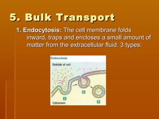 5. Bulk Transport5. Bulk Transport
1. Endocytosis:1. Endocytosis: The cell membrane foldsThe cell membrane folds
inward, traps and encloses a small amount ofinward, traps and encloses a small amount of
matter from the extracellular fluid. 3 types:matter from the extracellular fluid. 3 types:
 