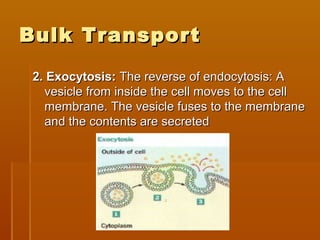 Bulk TransportBulk Transport
2. Exocytosis:2. Exocytosis: The reverse of endocytosis: AThe reverse of endocytosis: A
vesicle from inside the cell moves to the cellvesicle from inside the cell moves to the cell
membrane. The vesicle fuses to the membranemembrane. The vesicle fuses to the membrane
and the contents are secretedand the contents are secreted
 
