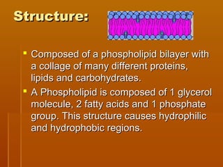 Structure:Structure:
 Composed of a phospholipid bilayer withComposed of a phospholipid bilayer with
a collage of many different proteins,a collage of many different proteins,
lipids and carbohydrates.lipids and carbohydrates.
 A Phospholipid is composed of 1 glycerolA Phospholipid is composed of 1 glycerol
molecule, 2 fatty acids and 1 phosphatemolecule, 2 fatty acids and 1 phosphate
group. This structure causes hydrophilicgroup. This structure causes hydrophilic
and hydrophobic regions.and hydrophobic regions.
 