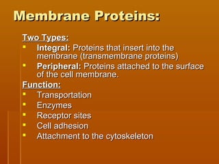 Membrane Proteins:Membrane Proteins:
Two Types:Two Types:
 Integral:Integral: Proteins that insert into theProteins that insert into the
membrane (transmembrane proteins)membrane (transmembrane proteins)
 Peripheral:Peripheral: Proteins attached to the surfaceProteins attached to the surface
of the cell membrane.of the cell membrane.
Function:Function:
 TransportationTransportation
 EnzymesEnzymes
 Receptor sitesReceptor sites
 Cell adhesionCell adhesion
 Attachment to the cytoskeletonAttachment to the cytoskeleton
 