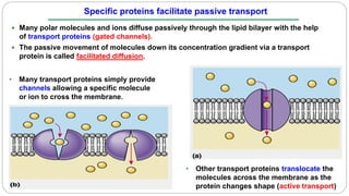 The Cell Membrane Transport | PDF