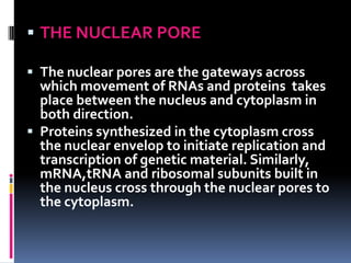  THE NUCLEAR PORE

 The nuclear pores are the gateways across
  which movement of RNAs and proteins takes
  place between the nucleus and cytoplasm in
  both direction.
 Proteins synthesized in the cytoplasm cross
  the nuclear envelop to initiate replication and
  transcription of genetic material. Similarly,
  mRNA,tRNA and ribosomal subunits built in
  the nucleus cross through the nuclear pores to
  the cytoplasm.
 