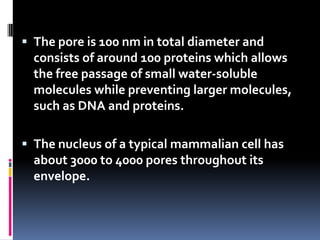  The pore is 100 nm in total diameter and
  consists of around 100 proteins which allows
  the free passage of small water-soluble
  molecules while preventing larger molecules,
  such as DNA and proteins.

 The nucleus of a typical mammalian cell has
  about 3000 to 4000 pores throughout its
  envelope.
 