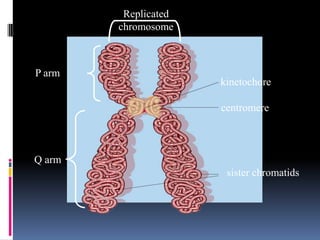 Replicated
        chromosome



P arm
                      kinetochore

                      centromere



Q arm
                       sister chromatids
 