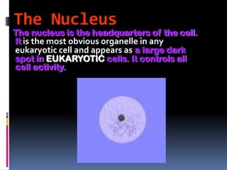 The Nucleus
The nucleus is the headquarters of the cell.
It is the most obvious organelle in any
eukaryotic cell and appears as a large dark
spot in EUKARYOTIC cells. It controls all
cell activity.
 