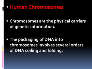  Human Chromosomes

 Chromosomes are the physical carriers
 of genetic information.

 The packaging of DNA into
 chromosomes involves several orders
 of DNA coiling and folding.
 