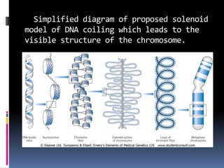 Simplified diagram of proposed solenoid
model of DNA coiling which leads to the
visible structure of the chromosome.
 