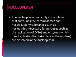 NUCLEOPLASM

 The nucleoplasm is a highly viscous liquid
  that surrounds the chromosomes and
  nucleoli. Many substances such as
  nucleotides (necessary for purposes such as
  the replication of DNA) and enzymes (which
  direct activities that take place in the nucleus)
  are dissolved in the nucleoplasm.
 