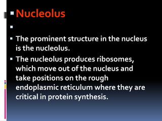  Nucleolus
:
 The prominent structure in the nucleus
  is the nucleolus.
 The nucleolus produces ribosomes,
  which move out of the nucleus and
  take positions on the rough
  endoplasmic reticulum where they are
  critical in protein synthesis.
 