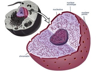 nuclear
                        envelope

            nucleolus
                                   nuclear
                                   pores




chromatin
 
