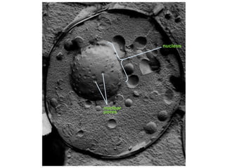 nucleus




nuclear
pores
 
