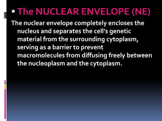  The NUCLEAR ENVELOPE (NE)
The nuclear envelope completely encloses the
  nucleus and separates the cell's genetic
  material from the surrounding cytoplasm,
  serving as a barrier to prevent
  macromolecules from diffusing freely between
  the nucleoplasm and the cytoplasm.
 