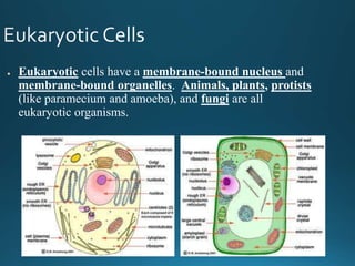 ● Eukaryotic cells have a membrane-bound nucleus and
membrane-bound organelles. Animals, plants, protists
(like paramecium and amoeba), and fungi are all
eukaryotic organisms.
 