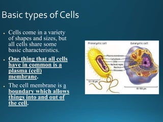 ● Cells come in a variety
of shapes and sizes, but
all cells share some
basic characteristics.
● One thing that all cells
have in common is a
plasma (cell)
membrane.
● The cell membrane is a
boundary which allows
things into and out of
the cell.
 