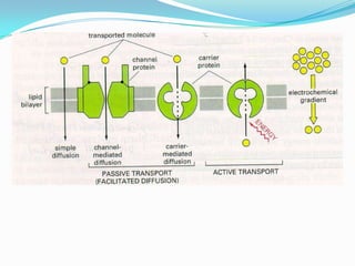 The cellular level of organization | PPTX