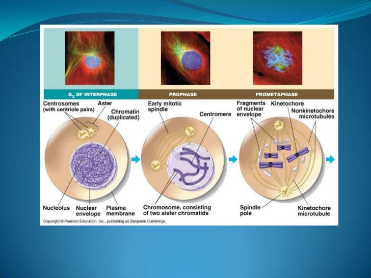 The cellular level of organization