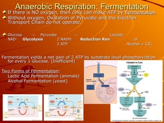 Cellular respiration is the metabolic process by which living cells ...