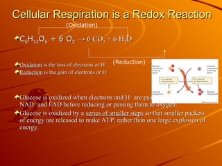Cellular respiration is the metabolic process by which living cells ...