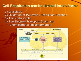 Cellular respiration is the metabolic process by which living cells ...