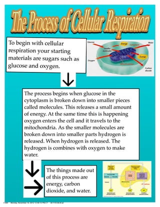 The cellular respiration system and photosynthesis | PDF