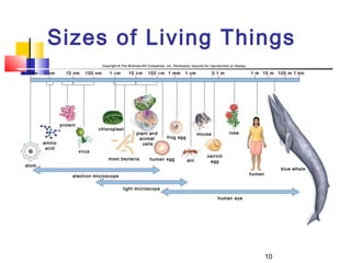 Sizes of Living Things
                                       Copyright © The McGraw-Hill Companies, Inc. Permission required for reproduction or display.

0.1 nm   1 nm      10 nm      100 nm       1    m      10     m     100     m 1 mm          1 cm             0.1 m                    1 m 10 m     100 m 1 km




                 protein
                                   chloroplast
                                                            plant and                              mouse                rose
                                                             animal             frog egg
         amino                                                 cells
          acid
                           virus
                                                                                                          ostrich
                                           most bacteria             human egg               ant           egg
 atom
                                                                                                                                                    blue whale
                      electron microscope                                                                                             human


                                                    light microscope

                                                                                                                human eye




                                                                                                                                              10
 