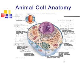 Animal Cell Anatomy
                                 Copyright © The McGraw-Hill Companies, Inc. Permission required for reproduction or display.
Plasma membrane:
outer surface that
regulates entrance and
exit of molecules

     protein

    phospholipid                                                                                                                Nucleus: command center of cell

                                                                                                                                    Nuclear envelope: double
Cytoskeleton: maintains                                                                                                             membrane with nuclear pores
cell shape and assists movement                                                                                                     that encloses nucleus
of cell parts:                                                                                                                     Chromatin: diffuse threads
                                                                                                                                   containing DNA and protein
   Microtubules: protein                                                                                                           Nucleolus: region that produces
   cylinders that move                                                                                                             subunits of ribosomes
   organelles
                                                                                                                                       Endoplasmic reticulum:
   Intermediate filaments:                                                                                                             protein and lipid metabolism
   protein fibers that provide                                                                                                              Rough ER: studded with
   stability of shape                                                                                                                       ribosomes that synthesize
   Actin filaments: protein                                                                                                                 proteins
   fibers that play a role in                                                                                                               Smooth ER: lacks
   change of shape                                                                                                                          ribosomes, synthesizes
                                                                                                                                            lipid molecules

Centrioles*: short                                                                                                                             Peroxisome: vesicle
cylinders of microtubules                                                                                                                      that is involved in
of unknown function                                                                                                                            fatty acid metabolism
Centrosome: microtubule                                                                                                                      Ribosomes:
organizing center that                                                                                                                       particles that carry
contains a pair of centrioles                                                                                                                out protein synthesis
      Lysosome*: vesicle that                                                                                                            Polyribosome: string of
      digests macromolecules                                                                                                             ribosomes simultaneously
      and even cell parts                                                                                                                synthesizing same protein
               Vesicle: small membrane-
               bounded sac that stores
               and transports substances
                                                                                                                         Mitochondrion: organelle
                         Cytoplasm: semifluid                                                                            that carries out cellular
                         matrix outside nucleus                                                                          respiration, producing ATP
                         that contains organelles                                                                        molecules
                                                                                               Golgi apparatus: processes, packages,
   *not in plant cells                                                                         and secretes modified proteins




                                                                                                                                          12
 