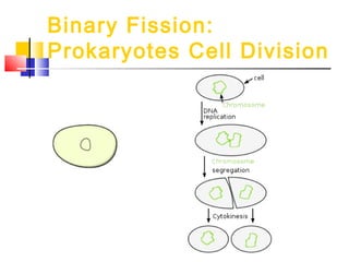 Binary Fission:
Prokaryotes Cell Division
 