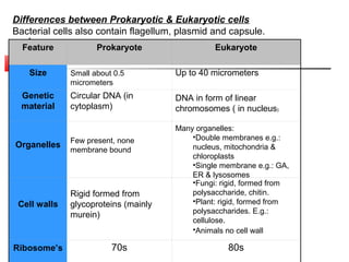 Differences between Prokaryotic & Eukaryotic cells
Bacterial cells also contain flagellum, plasmid and capsule.
  Feature            Prokaryote                 Eukaryote

   Size       Small about 0.5         Up to 40 micrometers
              micrometers
  Genetic     Circular DNA (in        DNA in form of linear
  material    cytoplasm)              chromosomes ( in nucleus)

                                      Many organelles:
              Few present, none           •Double membranes e.g.:
Organelles                                nucleus, mitochondria &
              membrane bound
                                          chloroplasts
                                          •Single membrane e.g.: GA,
                                          ER & lysosomes
                                          •Fungi: rigid, formed from
              Rigid formed from           polysaccharide, chitin.
 Cell walls   glycoproteins (mainly       •Plant: rigid, formed from
                                          polysaccharides. E.g.:
              murein)
                                          cellulose.
                                          •Animals no cell wall

Ribosome’s               70s                       80s
 