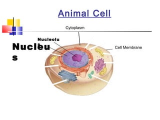 Figure 7-5 Plant and Animal Cells
           Section 7-2          Animal Cell
                                    Cytoplasm

                         Nucleolu

      Nucleu             s
                                                       Cell Membrane

      s




Go to
Section:
 