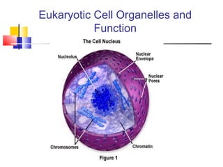 Eukaryotic Cell Organelles and
           Function
 