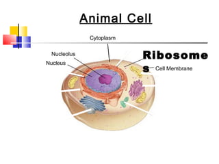 Figure 7-5 Plant and Animal Cells
           Section 7-2               Animal Cell
                                      Cytoplasm

                         Nucleolus
                                                     Ribosome
                     Nucleus
                                                     s Cell Membrane




Go to
Section:
 