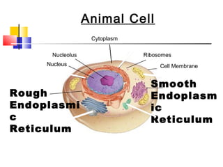 Figure 7-5 Plant and Animal Cells
           Section 7-2               Animal Cell
                                      Cytoplasm

                         Nucleolus                  Ribosomes
                     Nucleus                             Cell Membrane


                                                       Smooth
  Rough                                                Endoplasm
  Endoplasmi                                           ic
  c                                                    Reticulum
  Reticulum

Go to
Section:
 