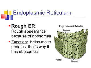 Endoplasmic Reticulum

   Rough ER:
  Rough appearance
  because of ribosomes
 Function: helps make

  proteins, that’s why it
  has ribosomes
 