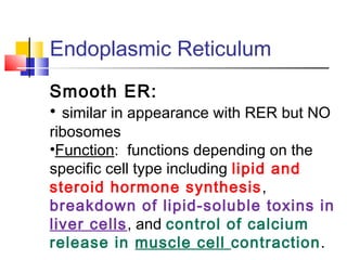 Endoplasmic Reticulum
Smooth ER:
• similar in appearance with RER but NO
ribosomes
•Function: functions depending on the
specific cell type including lipid and
steroid hormone synthesis ,
breakdown of lipid-soluble toxins in
liver cells, and control of calcium
release in muscle cell contraction.
 