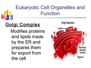 Eukaryotic Cell Organelles and
               Function

Golgi Complex
 Modifies proteins
  and lipids made
  by the ER and
  prepares them
  for export from
  the cell
 