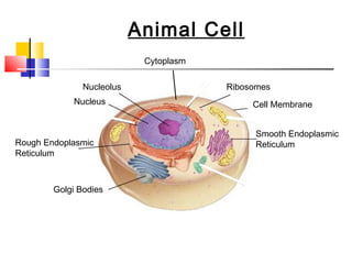 Figure 7-5 Plant and Animal Cells
           Section 7-2               Animal Cell
                                      Cytoplasm

                         Nucleolus                  Ribosomes
                     Nucleus                             Cell Membrane


                                                          Smooth Endoplasmic
  Rough Endoplasmic                                       Reticulum
  Reticulum



               Golgi Bodies




Go to
Section:
 