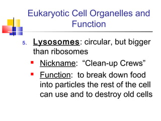 Eukaryotic Cell Organelles and
                Function
5.    Lysosomes: circular, but bigger
      than ribosomes
      Nickname: “Clean-up Crews”

      Function: to break down food

        into particles the rest of the cell
        can use and to destroy old cells
 