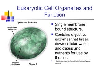 Eukaryotic Cell Organelles and
           Function
                Single membrane
                 bound structure.
                Contains digestive
                 enzymes that break
                 down cellular waste
                 and debris and
                 nutrients for use by
                 the cell.
                Http://micro.magnet.fsu.edu/cells/animals/lysoso
                 me/html
 